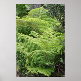 Póster Árbol Fern Ponga de Nueva Zelanda