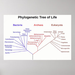 Póster Árbol filogenético