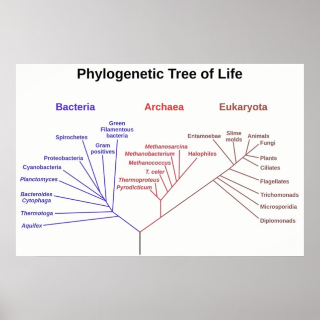 Póster Árbol filogenético (Frente)