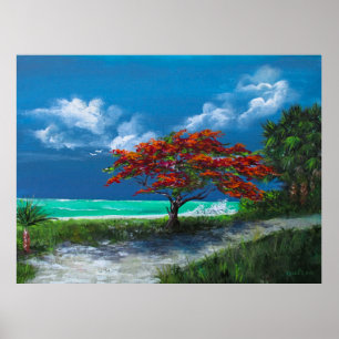 Póster Árbol Flamboyan, Caribe, Puerto Rico