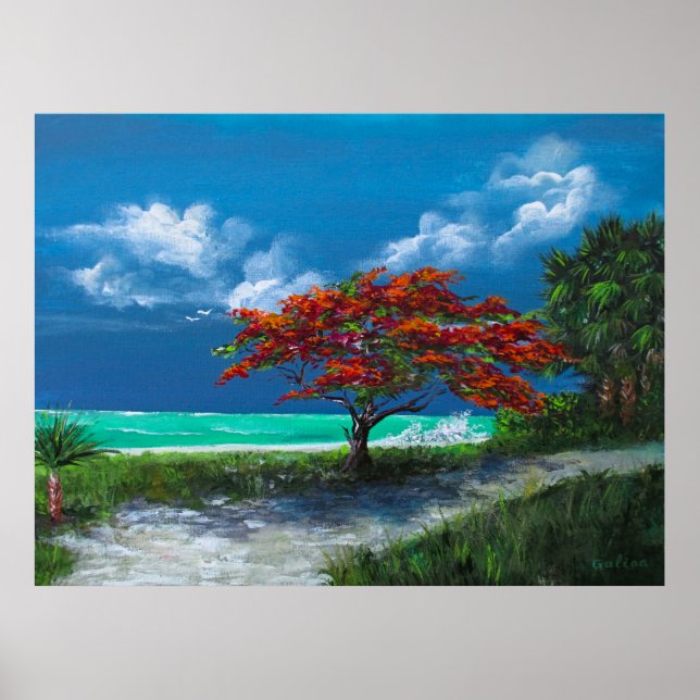 Póster Árbol Flamboyan, Caribe, Puerto Rico (Frente)