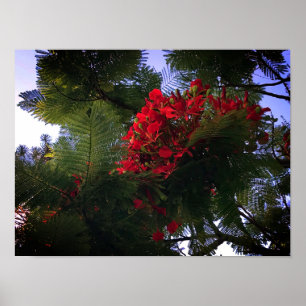Póster Árbol Flamboyante
