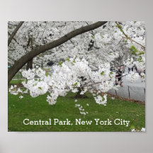 Árbol floreciente de Central Park Nueva York en pr