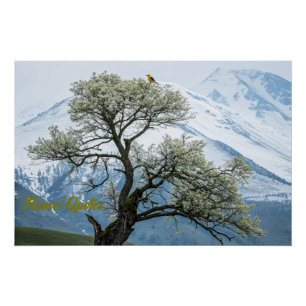 Póster Árbol Florido Solitario y Montañas Nevadas