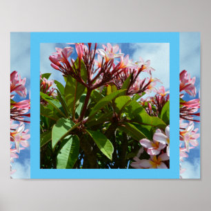 Póster Árbol frangipani rosado floreciente,