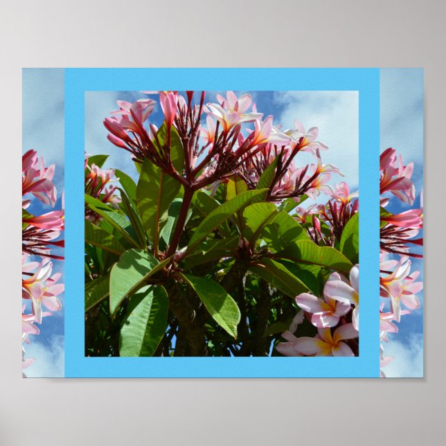 Póster Árbol frangipani rosado floreciente, (Frente)