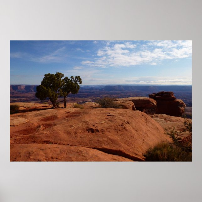 Póster Árbol fuera de las rocas rojas I en Canyonlands (Frente)