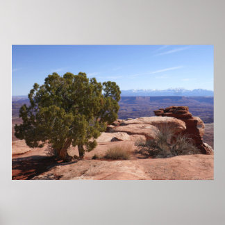 Póster Árbol fuera de Red Rocks II en Canyonlands