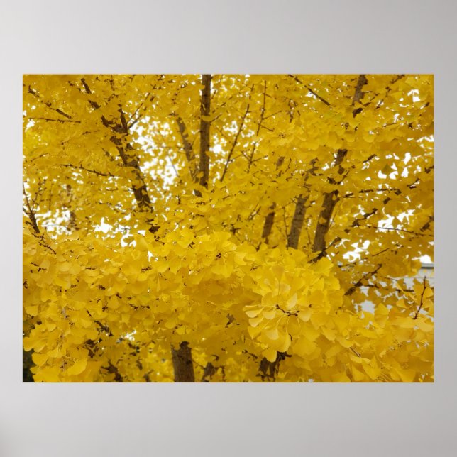 Póster Árbol Gingko en Otoño (Frente)