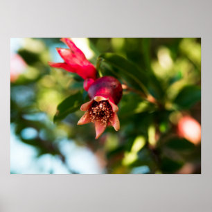 Póster Árbol granado