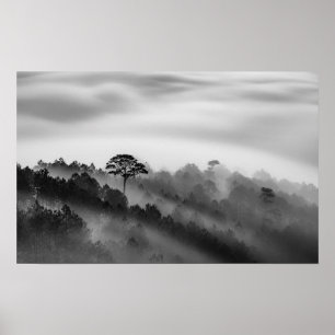 Póster Árbol grande en bosque de pinos en niebla