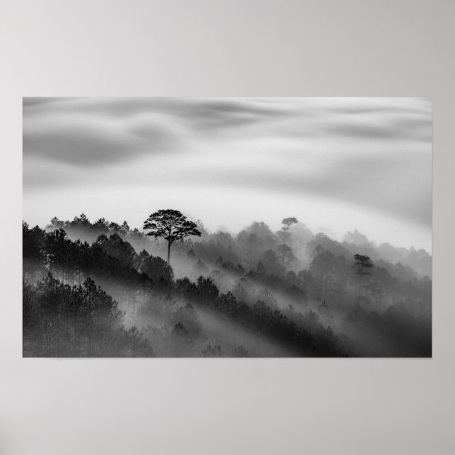 Póster Árbol grande en bosque de pinos en niebla (Frente)