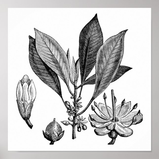 Póster Árbol Gutta-Percha (Frente)