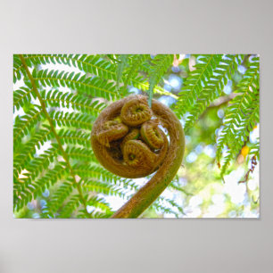 Póster Arbol hawaiano Fern Frond Unfuring