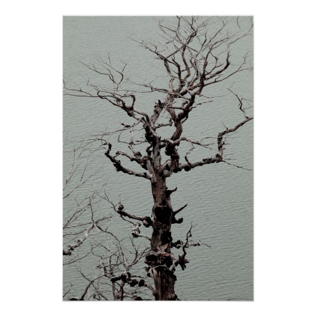 Póster Árbol húmedo y torcido oscuro en lago azul (Anverso)