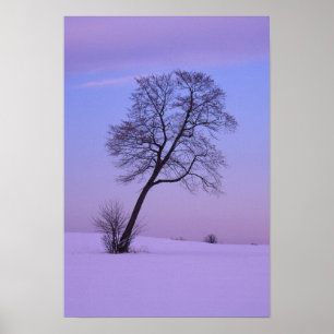 Póster Árbol inclinado en campo nevado; Condado de Chippe