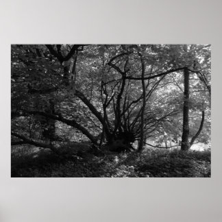 Póster Árbol inusual, Bute Park, Cardiff, Gales BW