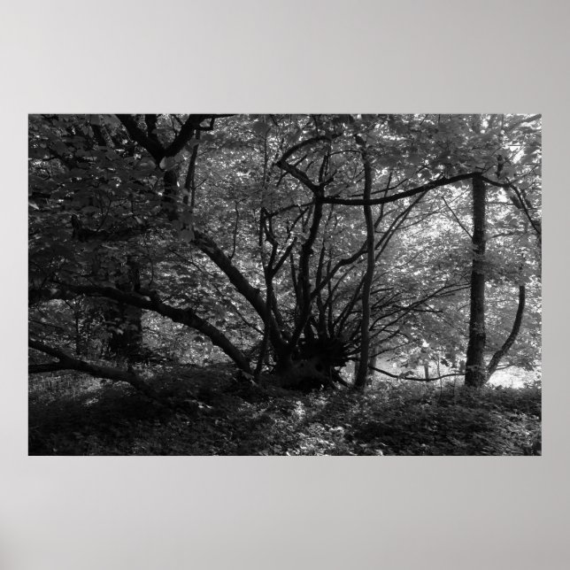 Póster Árbol inusual, Bute Park, Cardiff, Gales BW (Frente)