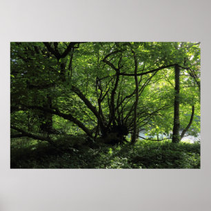 Póster Árbol inusual, Parque Bute, Cardiff, Gales