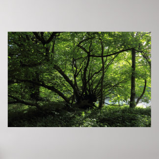 Póster Árbol inusual, Parque Bute, Cardiff, Gales