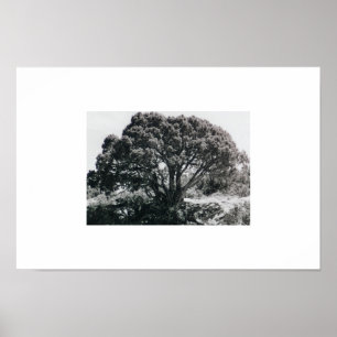 Póster Árbol Juniper