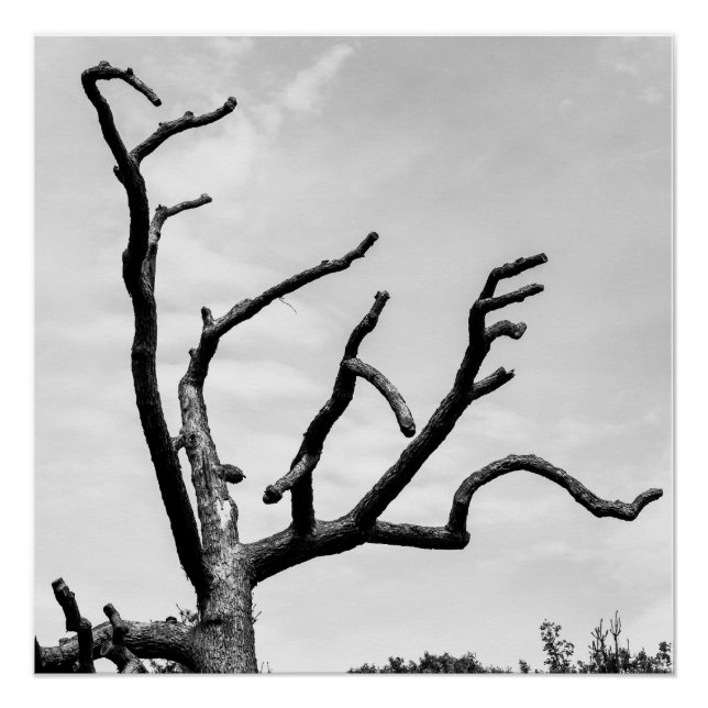 Póster árbol libre (Anverso)
