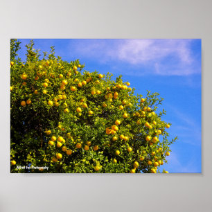 Póster Árbol Mandarin bajo Cielo Azul