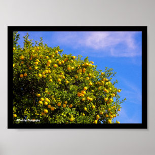 Póster Árbol Mandarin bajo Cielo Azul