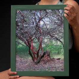 Póster Árbol Manzanita