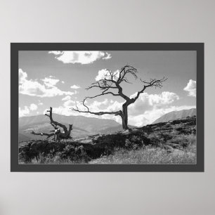 Póster Árbol marchitado (confinado)
