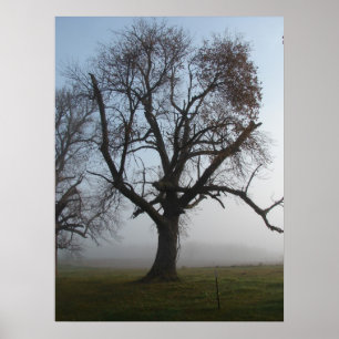 Póster Árbol matutino de niebla