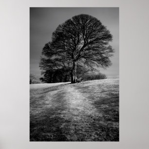 Póster Árbol modelado por el viento