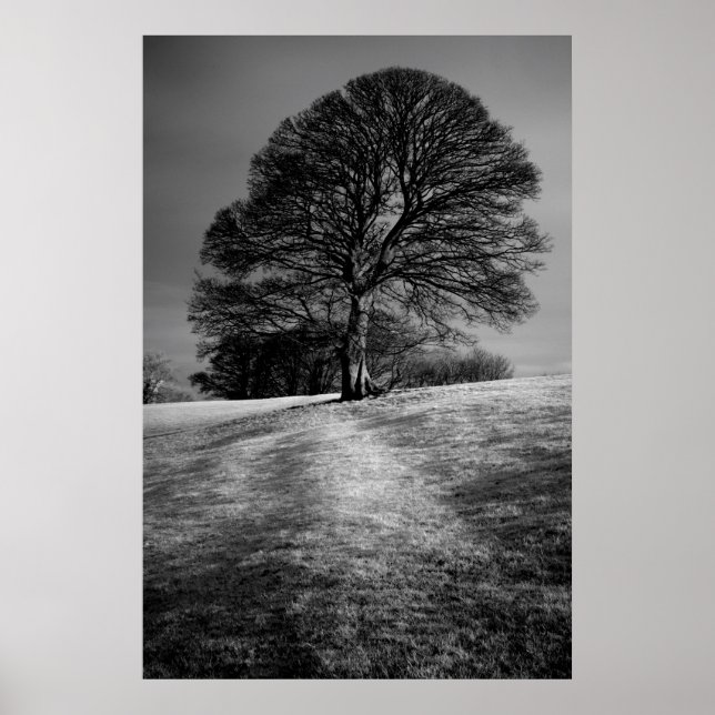 Póster Árbol modelado por el viento (Frente)