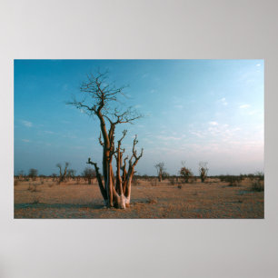 Póster Árbol Moringo Africano en la llanura, Etosha Nacio