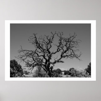 Póster Árbol muerto