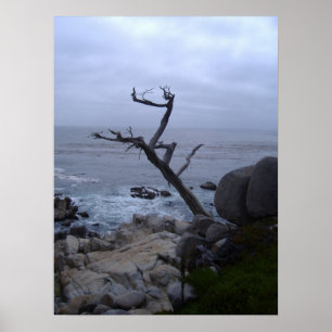 Póster árbol muerto de monterey
