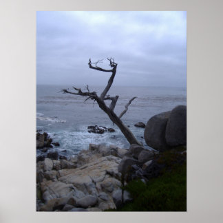 Póster árbol muerto de monterey