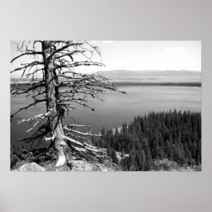 Póster Árbol muerto, Lago Jenny, Gran Tetón, Wyoming