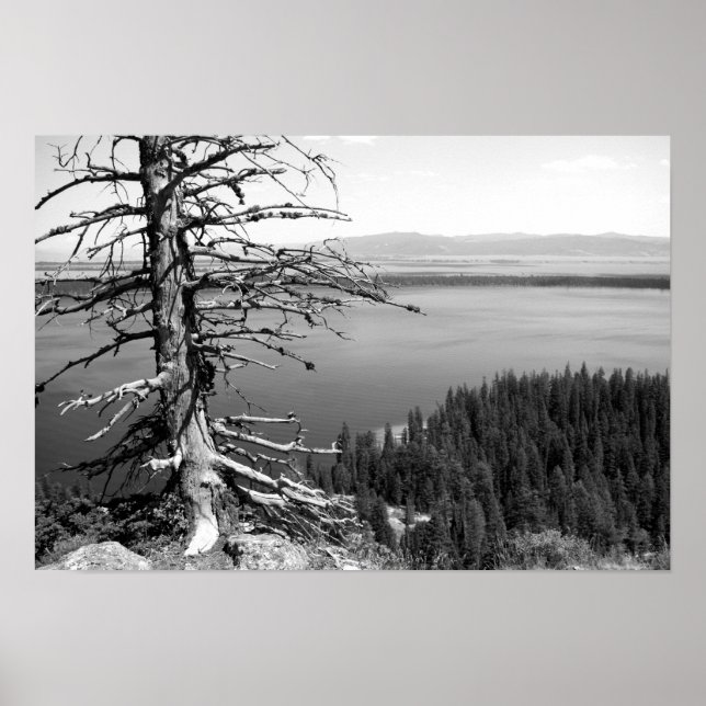 Póster Árbol muerto, Lago Jenny, Gran Tetón, Wyoming (Frente)
