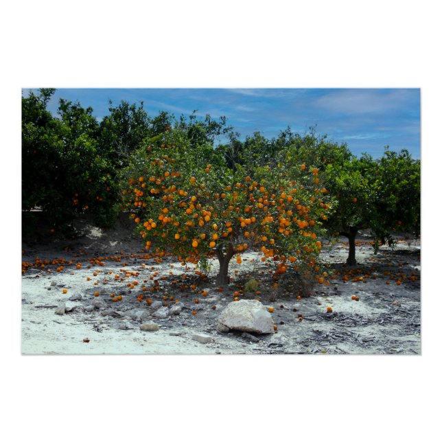 Póster Árbol naranja (Anverso)