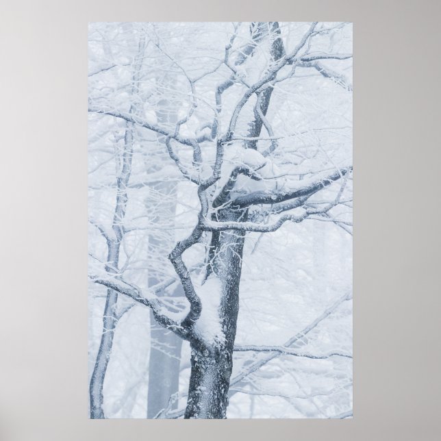 Póster Árbol nevado congelado (Frente)