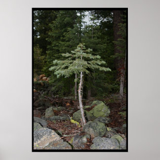 Póster Árbol pequeño