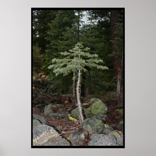 Póster Árbol pequeño (Frente)