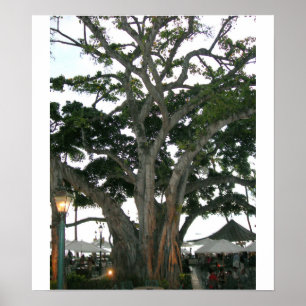 Póster Árbol playa de Honolulu, Hawaii Waikiki