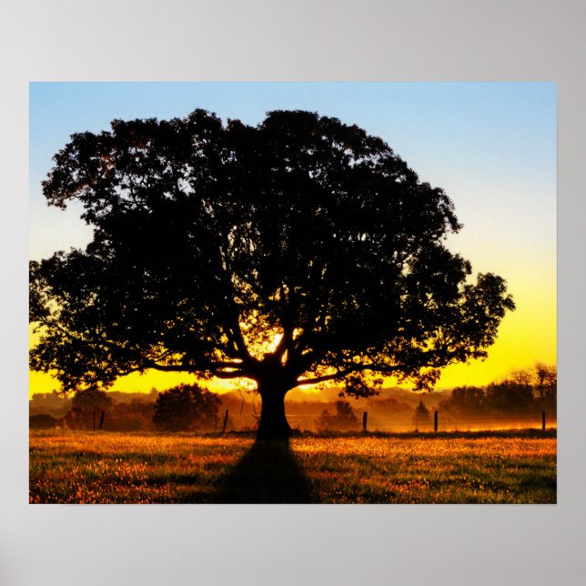 Póster Árbol por la mañana (Frente)