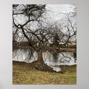 Póster Árbol por Poster de estanques