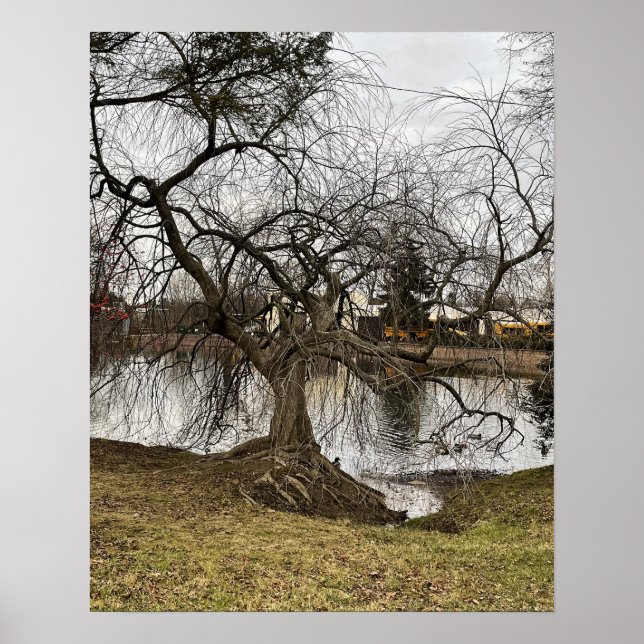 Póster Árbol por Poster de estanques (Frente)