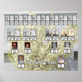 Póster Árbol Primario Blossom Blanco Foto 2 Árboles famil