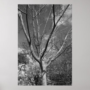 Póster Árbol que adora de Sun