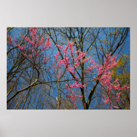 Árbol Redbud (Cercis) floreciendo en primavera